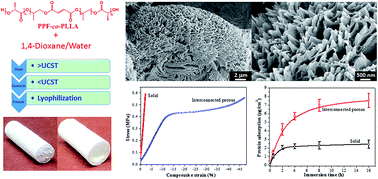 Graphical abstract: Novel biodegradable poly(propylene fumarate)-co-poly(l-lactic acid) porous scaffolds fabricated by phase separation for tissue engineering applications