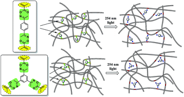 Graphical abstract: Novel photolabile crosslinkers based on O-acyloxime moiety