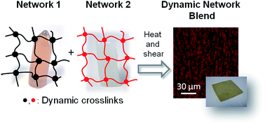 Graphical abstract: Mixing the immiscible: blends of dynamic polymer networks