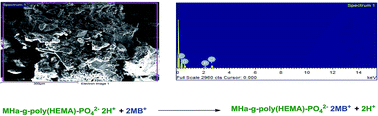 Graphical abstract: Synthesis and characterization of MHa-g-poly(HEMA)PO42−2H+ cation exchanger-effective removal of methylene blue from waste water