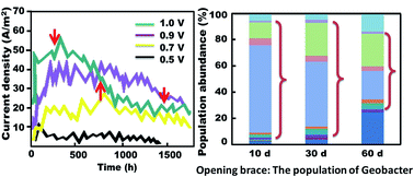 Graphical abstract: Can bicarbonate replace phosphate to improve the sustainability of bioelectrochemical systems for H2 production?