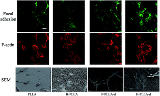 Graphical abstract: Combination of positive charges and honeycomb pores to promote MC3T3-E1 cell behaviour