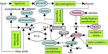 Graphical abstract: Plasma metabonomic analysis reveals the effects of salvianic acid on alleviating acute alcoholic liver damage