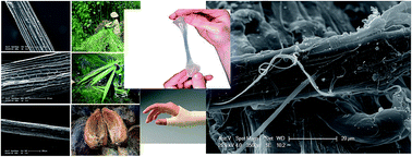 Graphical abstract: Effect of different lignocellulosic fibres on poly(ε-caprolactone)-based composites for potential applications in orthotics