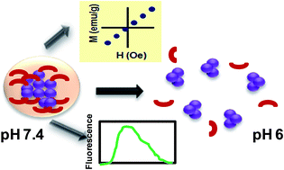 Graphical abstract: Multimodal theranostic nanomaterials derived from phthalocyanine-based organic salt