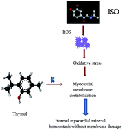 Graphical abstract: Catecholamine toxicity triggers myocardial membrane destabilization in rats: thymol and its counter action