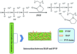 Graphical abstract: The effects of hydroxyapatite nano whiskers and its synergism with polyvinylpyrrolidone on poly(vinylidene fluoride) hollow fiber ultrafiltration membranes