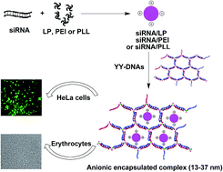 Graphical abstract: Delivery of siRNA using siRNA/cationic vector complexes encapsulated in dendrimer-like polymeric DNAs