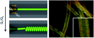 Graphical abstract: Formation of liquid rope coils in a coaxial microfluidic device