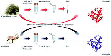 Graphical abstract: Insight into the structural and functional features of myoglobin from Hystrix cristata L. and Rangifer tarandus L.