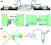 Graphical abstract: Microbial cell lysis and nucleic acid extraction via nanofluidic channel
