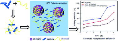 Graphical abstract: Petroleum hydrocarbon degrading bacteria associated with chitosan as effective particle-stabilizers for oil emulsification