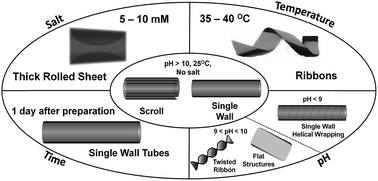 Graphical abstract: Multi stimuli response of a single surfactant presenting a rich self-assembly behavior