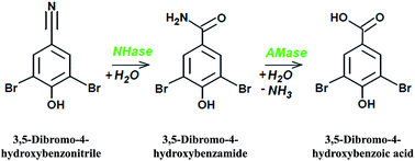 Graphical abstract: Biodegradation of bromoxynil using the cascade enzymatic system nitrile hydratase/amidase from Microbacterium imperiale CBS 498-74. Comparison between free enzymes and resting cells