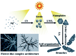 Graphical abstract: Sodium alginate-assisted photosynthesis of complex silver microarchitectures