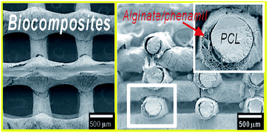 Graphical abstract: 3D-printed alginate/phenamil composite scaffolds constituted with microsized core–shell struts for hard tissue regeneration