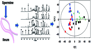 Graphical abstract: Nutrimetabolomic analysis provides new insights into spermine-induced ileum-system alterations for suckling rats