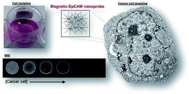Graphical abstract: Magnetic-EpCAM nanoprobe as a new platform for efficient targeting, isolating and imaging hepatocellular carcinoma