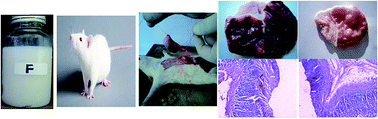 Graphical abstract: Development of floating in situ gelling system as an efficient anti-ulcer formulation: in vitro and in vivo studies