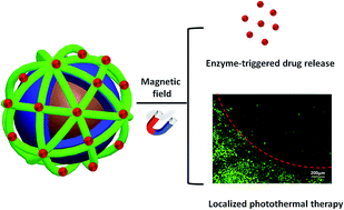 Graphical abstract: Magnetic Prussian blue nanoparticles for combined enzyme-responsive drug release and photothermal therapy