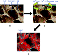 Graphical abstract: Fabrication of hydroxyapatite/chitosan porous materials for Pb(ii) removal from aqueous solution