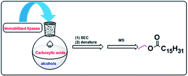 Graphical abstract: Identification of competitive inhibitors for bovine serum albumin from dynamic combinatorial libraries containing a bienzyme system