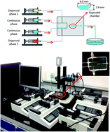 Graphical abstract: Controlled coalescence of two immiscible droplets for Janus emulsions in a microfluidic device