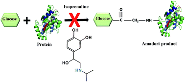 Graphical abstract: Investigation of antiglycation activity of isoprenaline