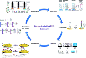 Graphical abstract: Recent trends in electrochemical microRNA biosensors for early detection of cancer