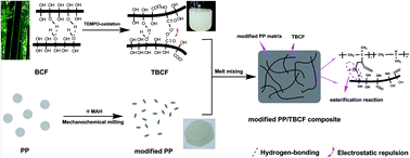 Graphical abstract: Towards mechanically robust cellulose fiber-reinforced polypropylene composites with strong interfacial interaction through dual modification