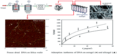 Graphical abstract: Calf thymus DNA characterization and its adsorption on different silica surfaces