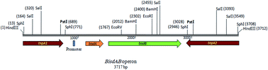 Graphical abstract: Biodegradation of bisphenol A by the newly-isolated Enterobacter gergoviae strain BYK-7 enhanced using genetic manipulation