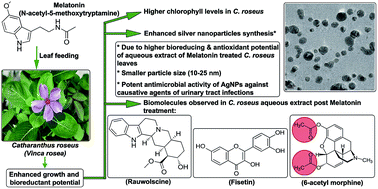 Graphical abstract: Melatonin improves bioreductant capacity and silver nanoparticles synthesis using Catharanthus roseus leaves
