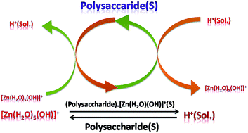 Graphical abstract: Chromatographic method for pre-concentration and separation of Zn(ii) with microalgae and density functional optimization of the extracted species