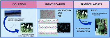 Graphical abstract: Scale-up of removal process using a remediating-bacterium isolated from marine coastal sediment