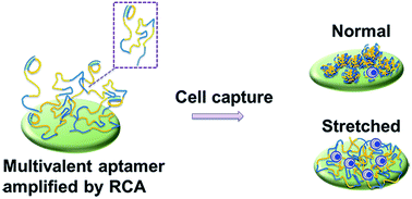 Graphical abstract: Nanostructural morphology master-regulated the cell capture efficiency of multivalent aptamers