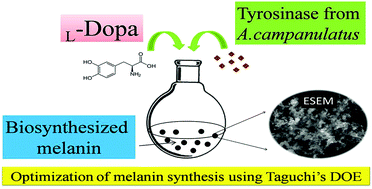 Graphical abstract: One-pot green synthesis of eumelanin: process optimization and its characterization