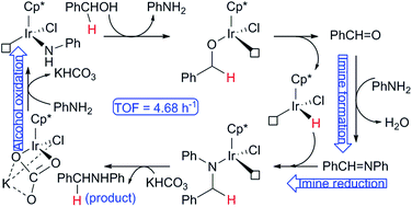 Graphical abstract: Mechanistic study on the Cp*iridium-catalyzed N-alkylation of amines with alcohols