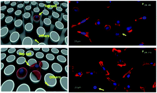 Graphical abstract: Regulating cell behaviors on micropillar topographies affected by interfacial energy