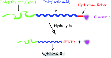 Graphical abstract: Residue cytotoxicity of a hydrazone-linked polymer–drug conjugate: implication for acid-responsive micellar drug delivery