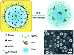 Graphical abstract: Microgels formed by enzyme-mediated polymerization in reverse micelles with tunable activity and high stability