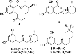 Graphical abstract: Structure, absolute configuration, and conformational study of resorcylic acid derivatives and related congeners from the fungus Penicillium brocae