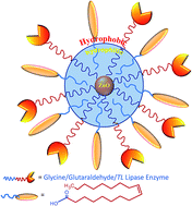 Graphical abstract: Immobilization of Thermomyces lanuginosus lipase on ZnO nanoparticles: mimicking the interfacial environment