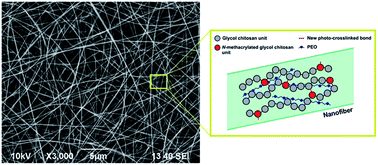 Graphical abstract: Photo-polymerisable electrospun fibres of N-methacrylate glycol chitosan for biomedical applications