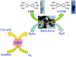 Graphical abstract: Pd nanoparticles supported on nitrogen, sulfur-doped three-dimensional hierarchical nanostructures as peroxidase-like catalysts for colorimetric detection of xanthine