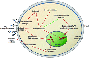 Graphical abstract: TiO2 nanoparticles promote the production of unsaturated fatty acids (UFAs) fighting against oxidative stress in Pichia pastoris