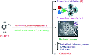 Graphical abstract: Biodegradation of 2,4-dinitrotoluene with Rhodococcus pyridinivorans NT2: characteristics, kinetic modeling, physiological responses and metabolic pathway