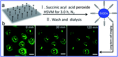 Graphical abstract: A facile high-speed vibration milling method to mass production of water-dispersible silicon quantum dots for long-term cell imaging