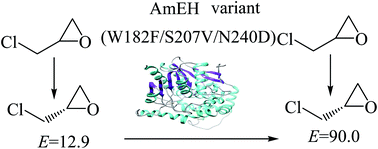 Graphical abstract: Engineering the epoxide hydrolase from Agromyces mediolanus for enhanced enantioselectivity and activity in the kinetic resolution of racemic epichlorohydrin