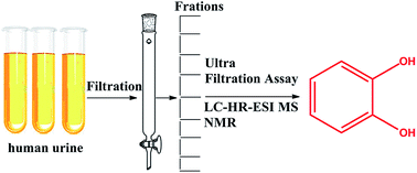 Graphical abstract: Purification and structural characterization of “simple catechol”, the NGAL-siderocalin siderophore in human urine